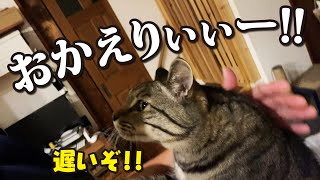 必ずこの熱烈な猫のお出迎えがあるから家に帰るのが毎回楽しみでしょうがない飼い主！