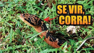 TOP 10 - Most Poisonous Snakes in Brazil