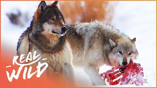 The Wild Wolves Of Yellowstone - The War Of The Wolf Packs (Part 2) | White Wolf | Real Wild