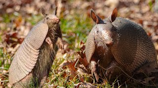 True Facts About The Armadillo