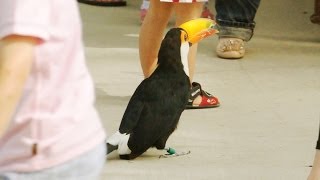 【神戸花鳥園】 普通に通路を歩くオニオオハシ [Toco Toucan]