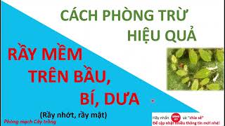 Tìm hiểu về Rầy mềm trên bầu, bí, dưa, cà chua và cách phòng trị | Phòng mạch cây trồng