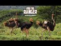 Maasai Ostriches In Front Of Mount Kilimanjaro | Zebra Plains Safari