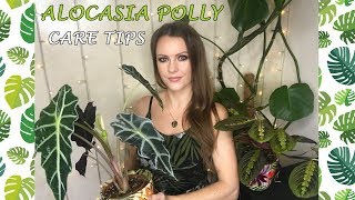 Alocasia Polly Care Tips!