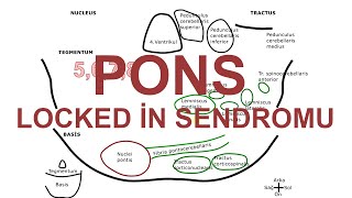 Pons’un Anatomisi ve Locked İn Sendromu, 1. Bölüm (Ayrıntılı)