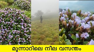 അപൂർവമായി മാത്രം പൂക്കുന്ന നീലക്കുറിഞ്ഞി പൂക്കുന്നത് കണ്ടിട്ടുണ്ടോ ..