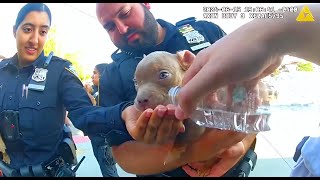 When Cops Saved ANIMALS From Danger