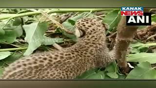 Forest Dept Of Chhattisgarh Rescued Leopard's Cub From Gariaband District Forest