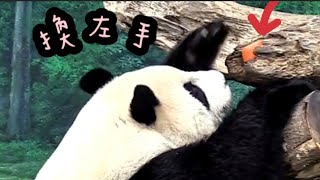 圓仔發現點心伸手拿，圓仔懂得換手好聰明|熊貓貓熊The Giant Panda Yuan Yuan and Yuan Bao|台北市立動物園