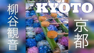 【京都 / KYOTO】柳谷観音(楊谷寺)・あじさいまつり | Hydrangeas in Yanagidani Kannon (Yokokuji Temple)