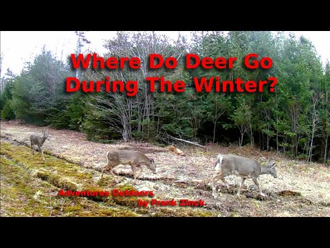 Do deers get cold?