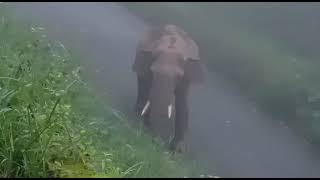 അതിരപ്പള്ളി മലക്കപ്പാറ റൂട്ടിലെ ഒറ്റയാൻ | KSRTC forest route Wild Elephant sightings Malakkappara