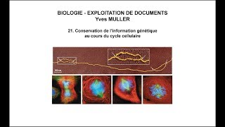 21. Conservation de l’information génétique au cours du cycle cellulaire