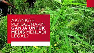 Akankah Penggunaan Ganja untuk Medis Jadi Legal?