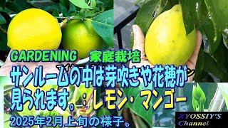 【XYOSSIYの果樹チャンネル】2025年2月上旬の様子　サンルームの中は新芽や花穂が出現！璃の香レモン、マイヤーレモン、