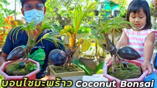 บอนไซมะพร้าว Coconut Bonsai Kelapa Bonsai สวนจาบอนไซ