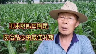 玉米喇叭口期是防治钻心虫的最佳时期，这个时期防治效果最好。