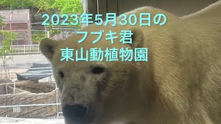 2023年5月30日のフブキ君　東山動植物園