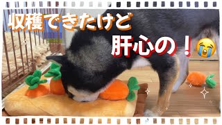 話題の知育おもちゃに豆柴が挑戦したら肝心なところでまさかの！www【柴犬】Shiba Inu dogs playing with educational toys