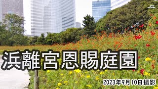 【4K】夏の浜離宮恩賜庭園・キバナコスモス・オミナエシ（2023年9月10日）