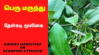 பெரு மருந்து  கொடி  l Peru Marunthu kodi l  Aristolochia Indica For All Kinds Poisonous  biting