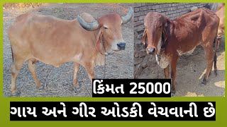 🐄ગીર ઓડકી અને દેશી ગાય વેચવાની છે🐄 લેવા માટે વિડીયો જુઓ @ખેડૂત-વ્યાપાર-મિત્ર