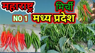 #महाराष्ट्र मध्य प्रदेश मे सबसे बेस्ट रिजल्ट मिला है ये दवाई का #bt #cotton #seeds #crops BEST RESUL