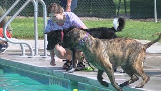 Rio Rancho celebrates end of summer with Pooch Plunge