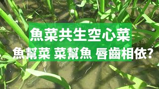 簡易魚菜共生種空心菜，魚幫菜菜幫魚互利共生 | 阿星種植