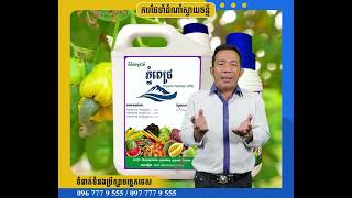 ជីធម្មជាតិ ភ្នំពេជ្រ | ការថែទាំដំណាំស្វាយចន្ទី