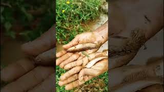 🎣 Draining a Hidden Pit to Catch Fish in the Paddy Fields! 🐟🔥