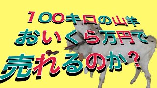 【ヤギ】　ヤギメンタル　競り　okinawa 後編