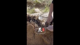 【張道鈺】古法燒制木炭，為冷冬添點溫暖 Burn charcoal in the ancient way｜傳統手藝traditional craft｜古法手工技藝ancient handicraft