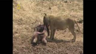 Lions are so weak! Lion can't even pull a half eaten hippo baby. Look!!!!