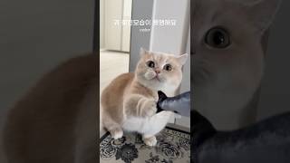 철딱서니없는 고양이 박송이!🐱 #cute#고양이영상 #먼치킨#munchkin#cat#englishsubtitles