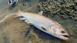 [4K] Bekanbeushi river Hokkaido 別寒辺牛川 アメマス / slow fishing