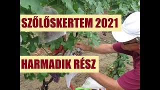 Szőlőskertem 2021 -  harmadik rész - Korai fajták érésétől a nyár végéig