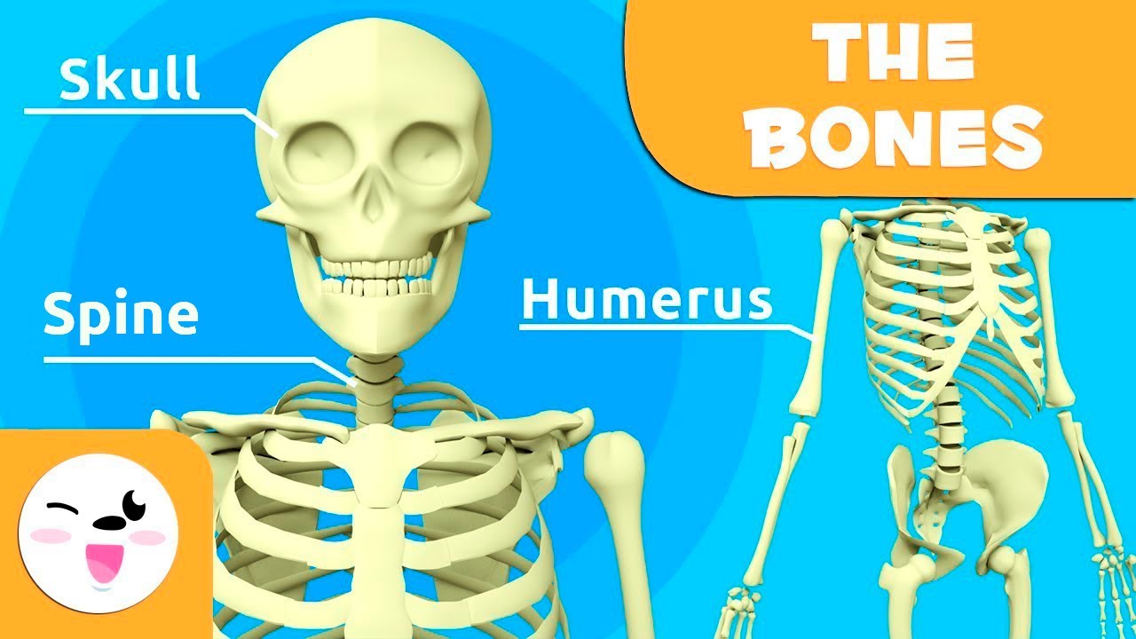 The Skeletal System Bones For Kids Updated Version Youtube