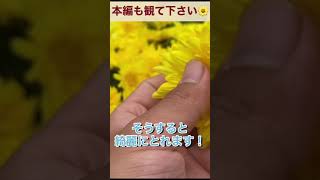 【簡単楽しい】食用菊ってこうやって収穫します🌼