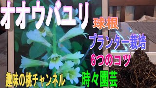 【オオウバユリ】球根　プランター栽培　6つのコツ　23/11/2