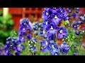 How to Cut Delphinium Back for a Second Flowering