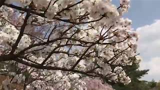 仁和寺 御室桜と五重塔２ 2018/4/4【京都の桜】