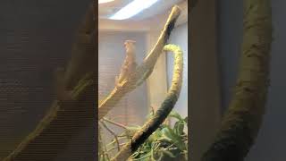 Panther Chameleon Yawning #shorts