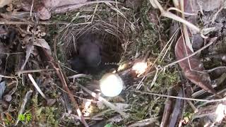 The mother bird watched the cuckoo push the egg out of the nest, but wouldn't stop it鸟妈妈看着杜鹃鸟把鸟蛋推出鸟窝