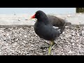 coots and moorhens