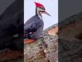 Hud hud prinda || Hoopoe bird #hoopoe #shorts #viral #islamicvideo