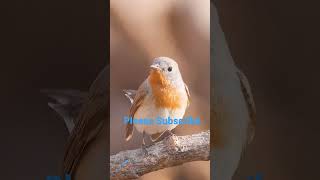 Red Breasted Flycatcher Male