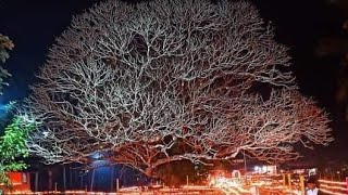 ലക്ഷം ദീപം #പൊടവടുക്കം #podavadukkam laksham deepam