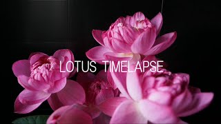 Lotus time-lapse 2020 July / 花蓮　タイムラプス