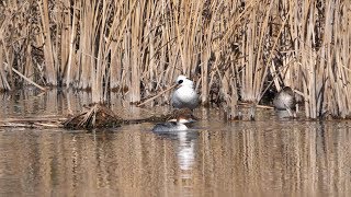 新横浜公園のミコアイサ（雌雄）その１（4K60P動画）